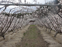 250406DSC01897.JPG